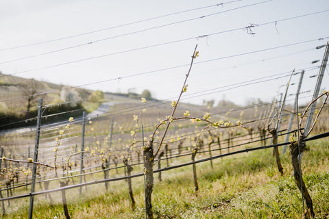 Weingut Fröhlich