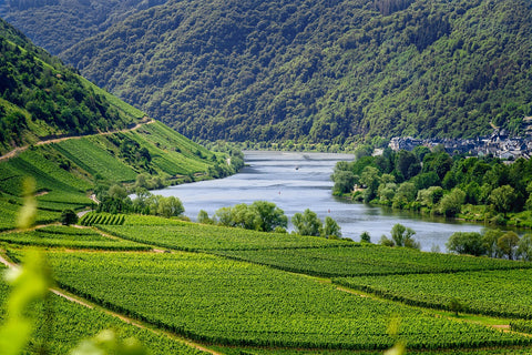 Wein