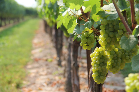 Weingut Manuel Winkler
